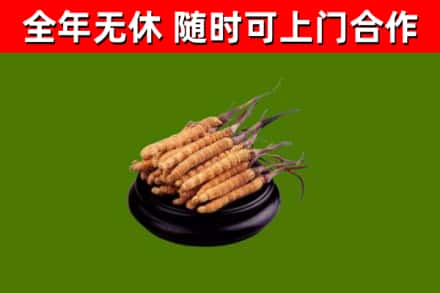 保山市烟酒回收冬虫夏草.jpg